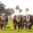 Hereford e Braford avançam no País com quase 1 milhão de animais registrados