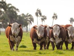 Hereford e Braford avançam no País com quase 1 milhão de animais registrados
