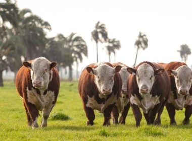 Hereford e Braford avançam no País com quase 1 milhão de animais registrados