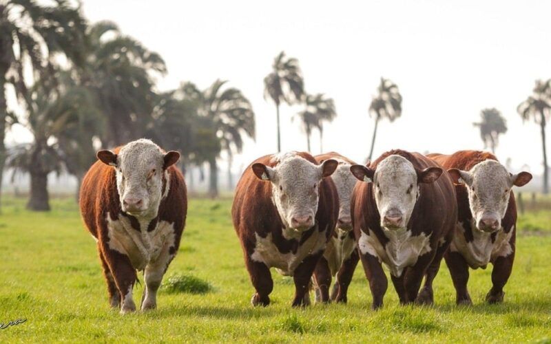 Hereford e Braford avançam no País com quase 1 milhão de animais registrados