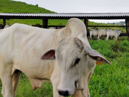 Aumente sua rentabilidade na engorda e atinja 14 arrobas com as melhores estratégias de finalização da RIP 15 aumente sua rentabilidade na engorda e atinja 14 arrobas com