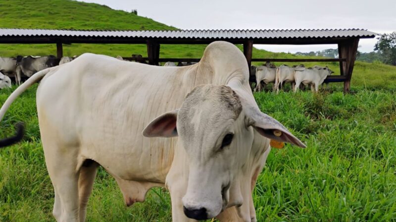 aumente sua rentabilidade na engorda e atinja 14 arrobas com