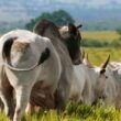 Quantos touros são necessários para repassar vacas inseminadas?