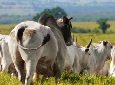 Quantos touros são necessários para repassar vacas inseminadas?