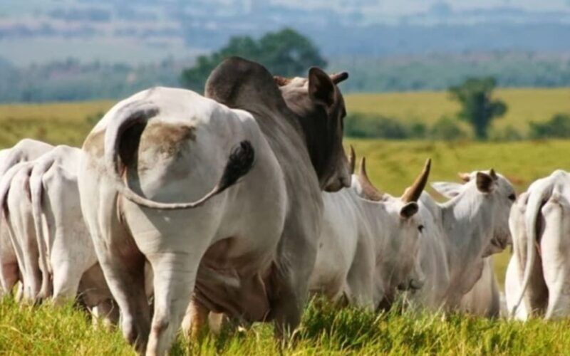 Quantos touros são necessários para repassar vacas inseminadas?