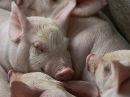 aumento de 47 nos embarques de carne suina em agosto