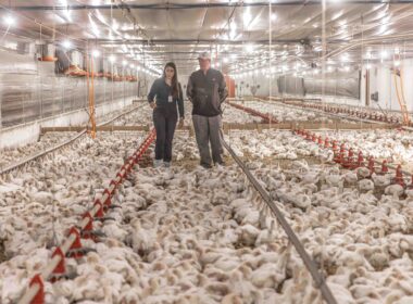 Aurora Coop destina R$ 1,4 bilhão para elevar o bem-estar animal e aprimorar a qualidade na produção.
