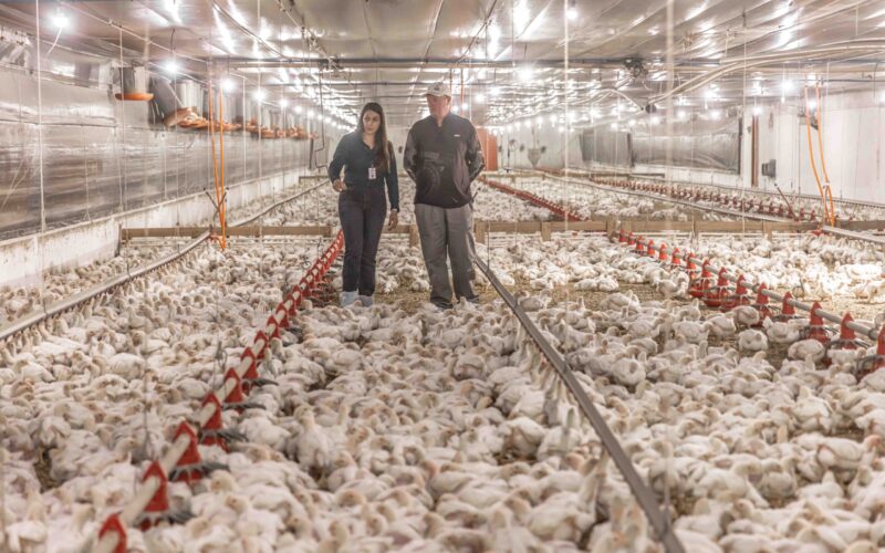 Aurora Coop destina R$ 1,4 bilhão para elevar o bem-estar animal e aprimorar a qualidade na produção.