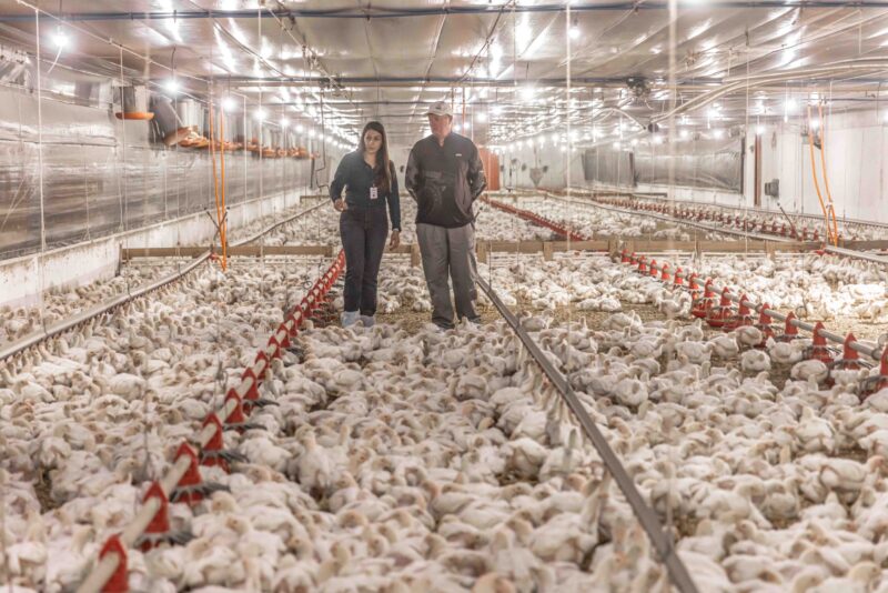 Aurora Coop destina R$ 1,4 bilhão para elevar o bem-estar animal e aprimorar a qualidade na produção.