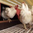 Aurora Coop potencializa o bem-estar animal e a produção sustentável com capacitação avançada para seus associados