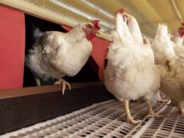 Aurora Coop potencializa o bem-estar animal e a produção sustentável com capacitação avançada para seus associados 14 Aurora Coop potencializa o bem-estar animal e a produção sustentável com capacitação avançada para seus associados