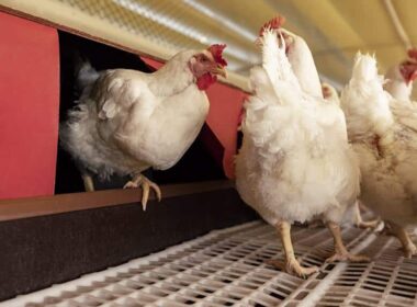 Aurora Coop potencializa o bem-estar animal e a produção sustentável com capacitação avançada para seus associados