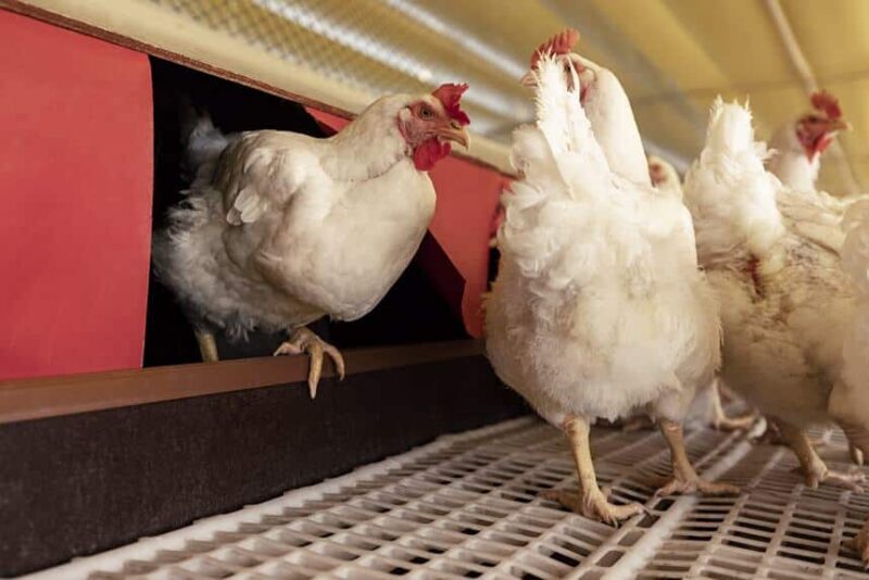 Aurora Coop potencializa o bem-estar animal e a produção sustentável com capacitação avançada para seus associados