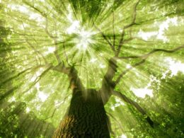 Avantium Fecha Acordos Incríveis com AmBev e LVMH: O Futuro Sustentável do PEF em Nossas Mãos! 33 avantium fecha acordos incriveis com ambev e lvmh o futuro.jpgmaxwidth1200