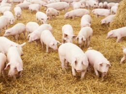 Aves e Suínos Brasileiros Ganham Espaço: ABPA Anuncia Expansão Promissora em São Vicente e Granadinas, Impulsionando o Mercado de Exportação 16 aves e suinos brasileiros ganham espaco abpa anuncia expansao promissora