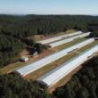 aviagen expande no brasil nova granja em sc impulsiona avicultura