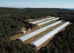 aviagen expande no brasil nova granja em sc impulsiona avicultura