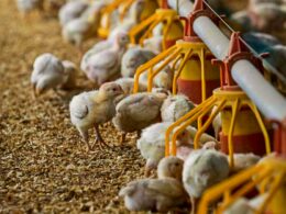 Avicultor paulista ganha força com aumento do poder de compra em julho, prometendo melhores lucros e oportunidades no setor. 9 Avicultor paulista ganha força com aumento do poder de compra em julho, prometendo melhores lucros e oportunidades no setor.