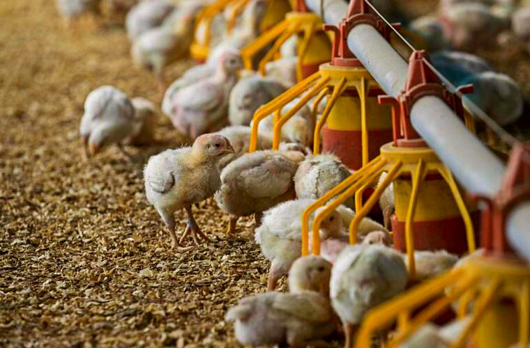 Avicultor paulista ganha força com aumento do poder de compra em julho, prometendo melhores lucros e oportunidades no setor.