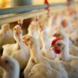 avicultores europeus lideram inovacao sustentavel na era do mercosul