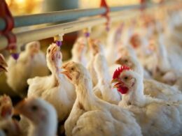 Avicultores Europeus Lideram Inovação Sustentável na Era do Mercosul – Descubra a Revolução Verde! 19 avicultores europeus lideram inovacao sustentavel na era do mercosul