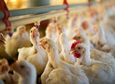 avicultores europeus lideram inovacao sustentavel na era do mercosul