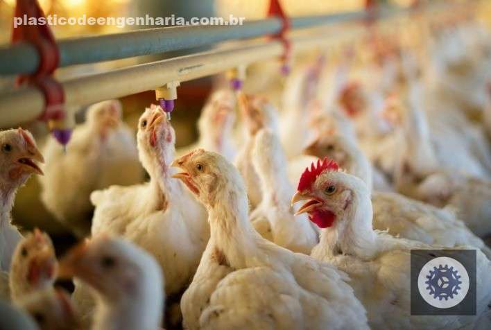 avicultores europeus lideram inovacao sustentavel na era do mercosul