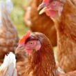 avicultura em alta como produtores paulistas estao lucrando com frango