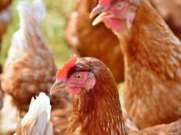 avicultura em alta como produtores paulistas estao lucrando com frango