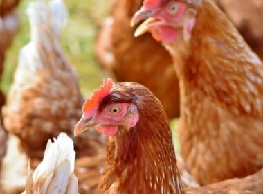 avicultura em alta como produtores paulistas estao lucrando com frango