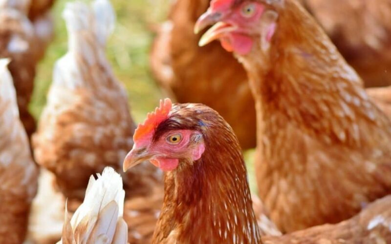 avicultura em alta como produtores paulistas estao lucrando com frango