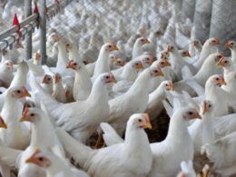 avicultura em santa catarina destaca se na exportacao e producao de