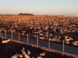Bahia se destaca no abate de bovinos em 2024, trazendo eficiência e crescimento para o mercado da carne