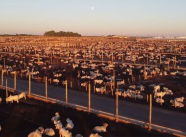 Bahia se destaca no abate de bovinos em 2024, trazendo eficiência e crescimento para o mercado da carne