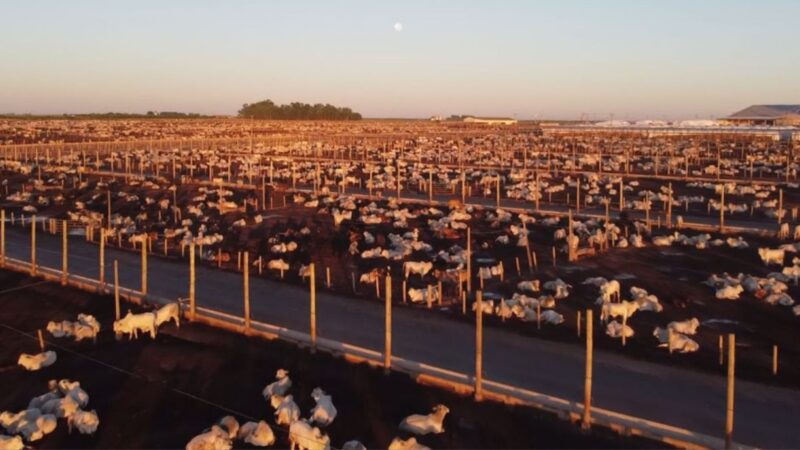 Bahia se destaca no abate de bovinos em 2024, trazendo eficiência e crescimento para o mercado da carne