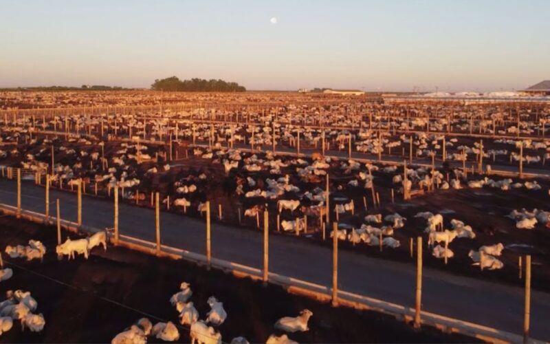 Bahia se destaca no abate de bovinos em 2024, trazendo eficiência e crescimento para o mercado da carne