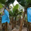 basf apresenta nova solucao inovadora para protecao das bananas na