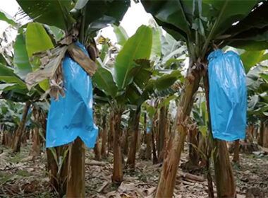 basf apresenta nova solucao inovadora para protecao das bananas na