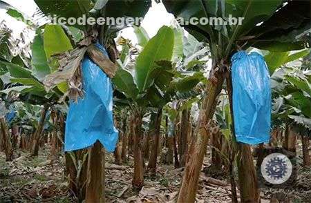 basf apresenta nova solucao inovadora para protecao das bananas na