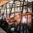 bem estar animal impulsiona 70 da producao de carne suina conheca