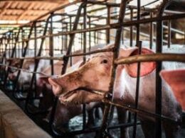 Bem-estar Animal Impulsiona 70% da Produção de Carne Suína: Conheça os Impactos Positivos na Mesa dos Brasileiros 19 bem estar animal impulsiona 70 da producao de carne suina conheca