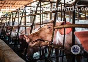 bem estar animal impulsiona 70 da producao de carne suina conheca