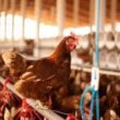 bem estar animal no agro como a excelencia na pratica eleva