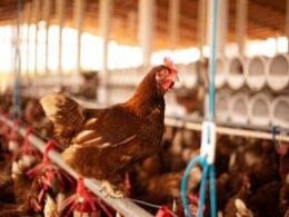 Bem-estar animal no Agro: como a excelência na prática eleva a qualidade produtiva e beneficia produtores e consumidores 8 bem estar animal no agro como a excelencia na pratica eleva