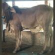Bezerra Sindi com saliência no umbigo: causas e tratamentos eficazes para o bem-estar do seu animal