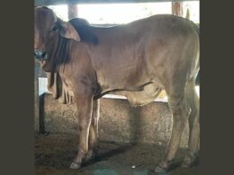 Bezerra Sindi com saliência no umbigo: causas e tratamentos eficazes para o bem-estar do seu animal