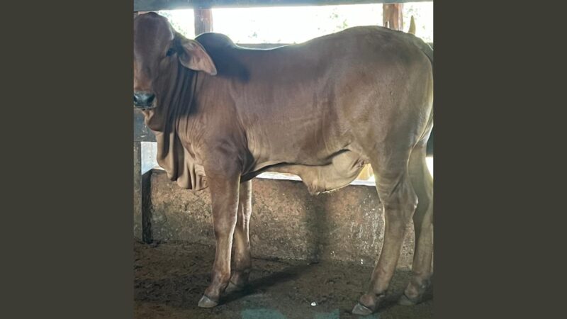 Bezerra Sindi com saliência no umbigo: causas e tratamentos eficazes para o bem-estar do seu animal