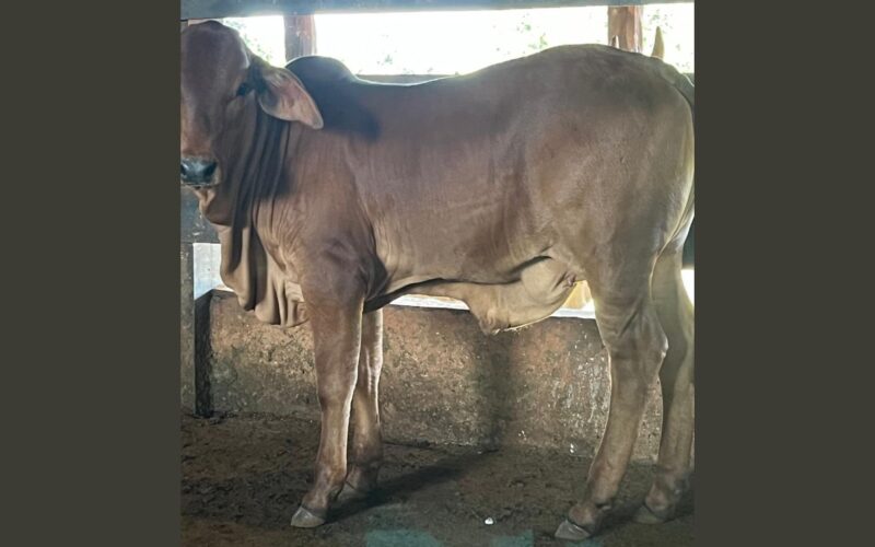 Bezerra Sindi com saliência no umbigo: causas e tratamentos eficazes para o bem-estar do seu animal