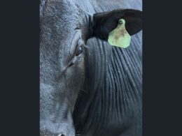 Bezerrões Angus de 19@ em confinamento trazem carne de qualidade superior na Bahia para quem busca melhores resultados na pecuária 12 Bezerrões Angus de 19@ em confinamento trazem carne de qualidade superior na Bahia para quem busca melhores resultados na pecuária