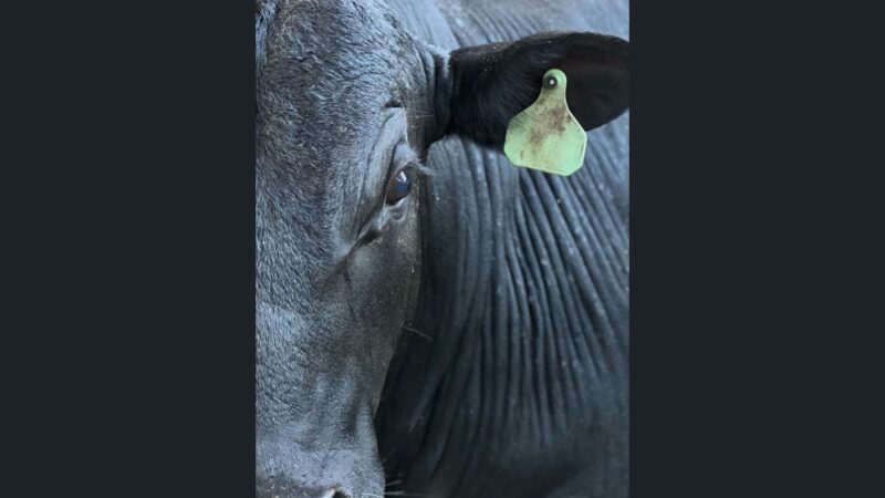 Bezerrões Angus de 19@ em confinamento trazem carne de qualidade superior na Bahia para quem busca melhores resultados na pecuária